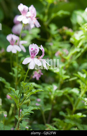 Pelargonium violet fleurs du jardin Banque D'Images