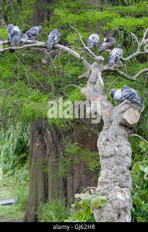 Les pigeons se reposant sur un arbre Banque D'Images