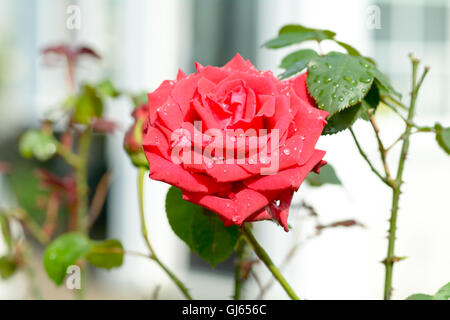 Rose (Rosa Mister Lincoln) fleur avec pétales gouttes sur Banque D'Images