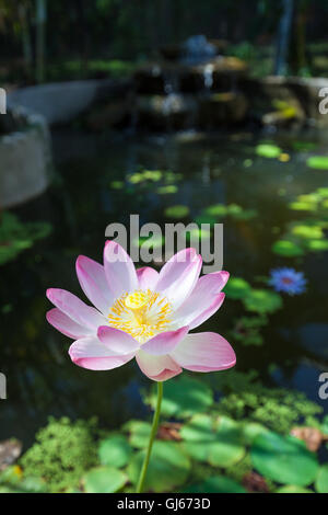 Une fleur de lotus fleurit dans l'un des jardins du Jardin Botanico à Los Mochis, Mexique. Banque D'Images
