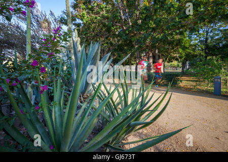 Coureurs sur un sentier dans le Parque Botanico de Los Mochis, Sinaloa, Mexique. Banque D'Images