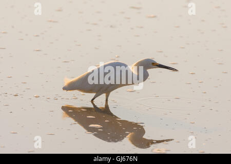 Aigrette neigeuse (Egretta thula), de nourriture, à Bosque del Apache National Wildlife Refuge, Nouveau Mexique, USA. Banque D'Images