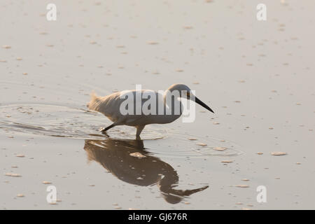 Snowy Egret, (Egretta thula), foraging at Bosque del Apache National Wildlife Refuge, New Mexico, USA. Banque D'Images