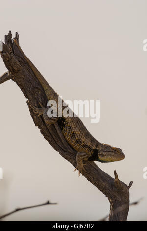 Lits jumeaux mâles-spotted, lézard épineux (Sceloporus bimaculosus), Sevilleta National Wildlife Refuge, Nouveau Mexique, USA. Banque D'Images