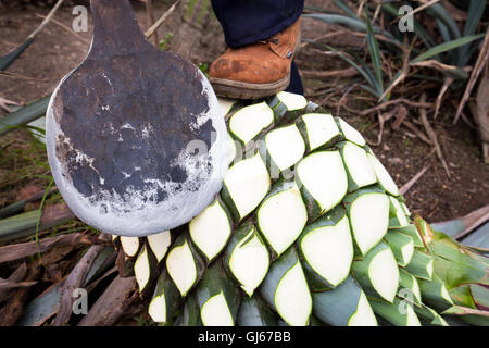 La tête d'un COA, l'outil utilisé pour récolter le "piña" de l'agave bleu cactus, près de Tequila, Jalisco, Mexique. Banque D'Images