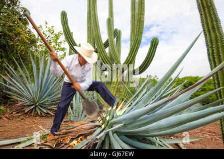 Don Quirino, un jimador, récolte les "piña" d'un cactus agave bleu à la Cofradia hacienda à Tequila, Jalisco, Mexique. Banque D'Images