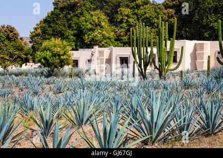 Les champs d'agave bleu entourent Hacienda La Cofradia de Tequila, Jalisco, Mexique. Banque D'Images