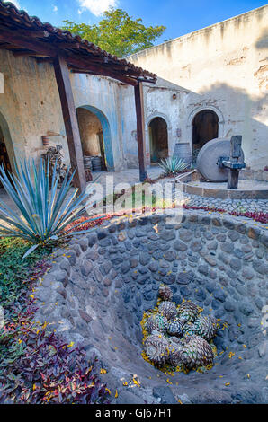 Carottes ou 'piñas' du cactus agave bleu s'asseoir dans une ancienne fosse de cuisson à l'Hacienda de Jose Cuervo de Tequila, Jalisco, Mexique. Banque D'Images