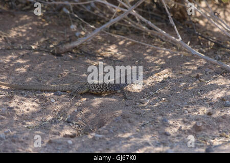 Marbré, coureur de l'Ouest (Aspidoscelis marmorata marmorata), Sevilleta National Wildlife Refuge, Nouveau Mexique, USA. Banque D'Images