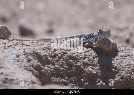 Leopard bec long, Lizard Gambelia wislizenii (), Socorro Co., New Mexico, USA. Banque D'Images