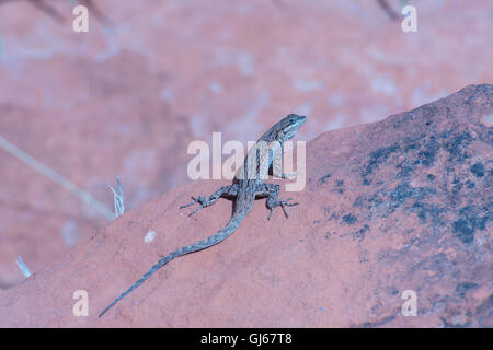 Schott's Tree Lizard, Urosaurus ornatus schotti (Bell), sentier près de Sedona, Arizona, USA. Banque D'Images