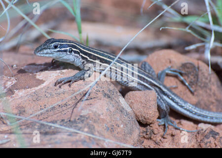 Rayé, coureur du plateau (Aspidoscelis velox), Bell sentier près de Sedona, Arizona, USA. Banque D'Images