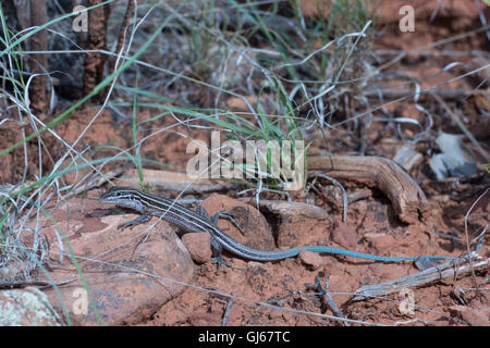 Rayé, coureur du plateau (Aspidoscelis velox), Bell sentier près de Sedona, Arizona, USA. Banque D'Images