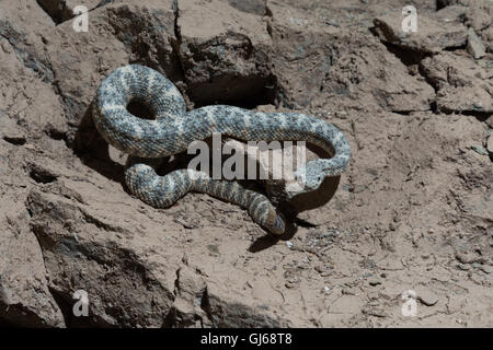 Le sud-ouest de l'omble, le crotale (Crotalus mitchellii pyrrhus), Phoenix, Maricopa Co., Arizona, USA. Banque D'Images