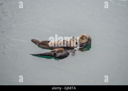 Loutre de mer adultes femelles avec bébé/enfant dans le varech sur un jour de pluie froide à Big Sur, en Californie Banque D'Images