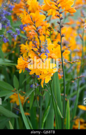 Crocosmia x crocosmiiflora 'Columbus'. Montbretia 'Columbus' Banque D'Images