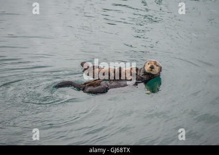 Loutre de mer adultes femelles avec bébé/enfant dans le varech sur un jour de pluie froide à Big Sur, en Californie Banque D'Images