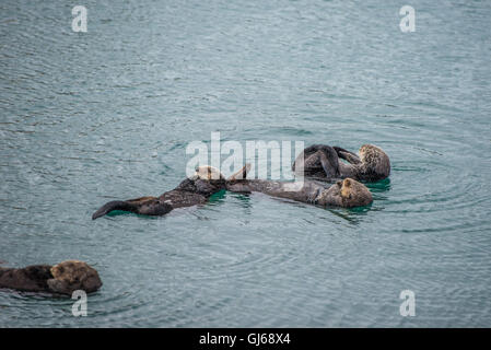 Loutre de mer adultes femelles avec bébé/enfant dans le varech sur un jour de pluie froide à Big Sur, en Californie Banque D'Images