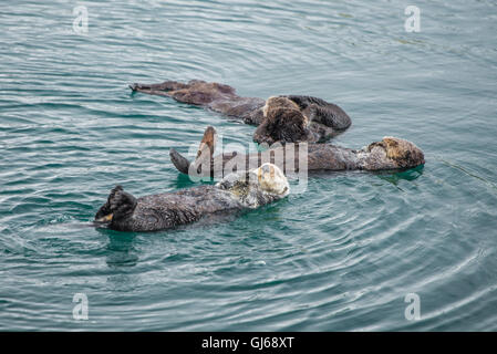 Loutre de mer adultes femelles avec bébé/enfant dans le varech sur un jour de pluie froide à Big Sur, en Californie Banque D'Images