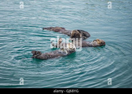 Loutre de mer adultes femelles avec bébé/enfant dans le varech sur un jour de pluie froide à Big Sur, en Californie Banque D'Images