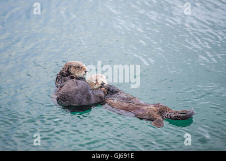 Loutre de mer adultes femelles avec bébé/enfant dans le varech sur un jour de pluie froide à Big Sur, en Californie Banque D'Images