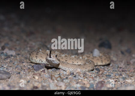 Sidewinder, Sonora (Crotalus cerastes cercobombus), près de Florance, Arizona, USA. Banque D'Images