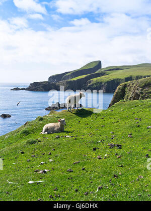 dh FAIR ISLE SHETLAND Sheep haut de la falaise côte Bight of South Haven Sheep Rock national Trust paysage ecosse isles Banque D'Images