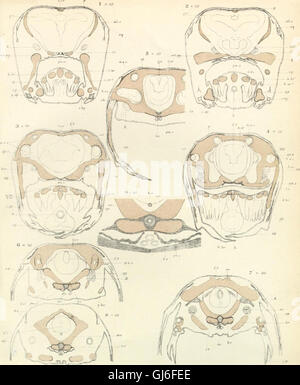 Ce travail de 1882 examine le développement du crâne chez *Lepidosteus osseus*, une espèce de poisson, contribuant à la compréhension de l’anatomie des vertébrés. Banque D'Images