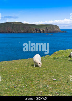 Dh Bu Ness FAIR ISLE SHETLAND jeune mouton agneau pâturage sur falaise au-dessus de bay Banque D'Images