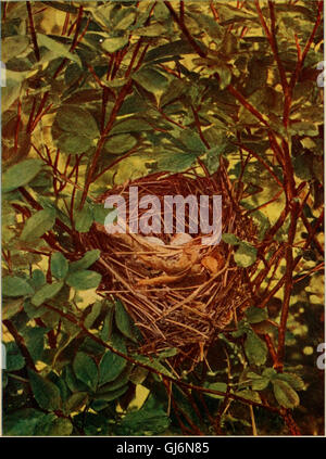 Ce travail de 1900 fournit des informations détaillées sur les nids, les œufs et les habitudes de reproduction des oiseaux terrestres dans l’est des États-Unis, ainsi que des conseils sur l’élevage et la photographie des jeunes oiseaux. Banque D'Images