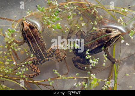 Frog Pelophylax lessonae (piscine). Banque D'Images