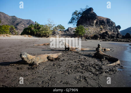 Les dragons de Komodo (Varanus komodoensis) plage de sable d'une patrouille dans le Parc National de Komodo, en Indonésie. Ces gros lézards sont dangereuses. Banque D'Images