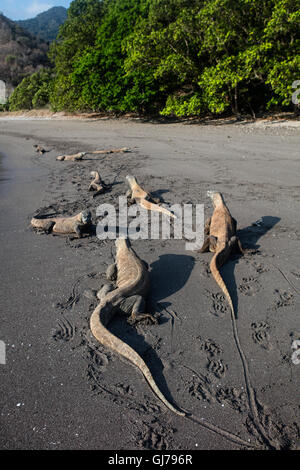 Les dragons de Komodo (Varanus komodoensis) plage de sable d'une patrouille dans le Parc National de Komodo, en Indonésie. Ces gros lézards sont dangereuses. Banque D'Images