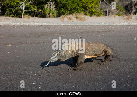 Les dragons de Komodo (Varanus komodoensis) plage de sable d'une patrouille dans le Parc National de Komodo, en Indonésie. Ces gros lézards sont dangereuses. Banque D'Images