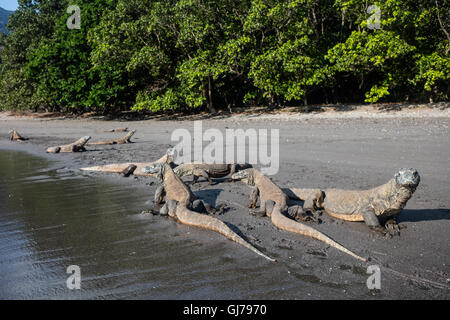 Les dragons de Komodo (Varanus komodoensis) plage de sable d'une patrouille dans le Parc National de Komodo, en Indonésie. Ces gros lézards sont dangereuses. Banque D'Images