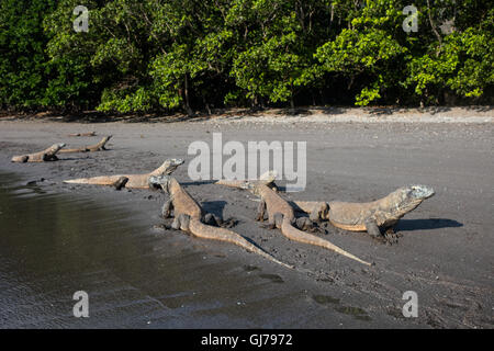 Les dragons de Komodo (Varanus komodoensis) plage de sable d'une patrouille dans le Parc National de Komodo, en Indonésie. Ces gros lézards sont dangereuses. Banque D'Images