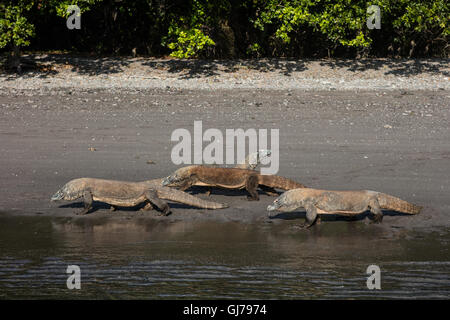 Les dragons de Komodo (Varanus komodoensis) plage de sable d'une patrouille dans le Parc National de Komodo, en Indonésie. Ces gros lézards sont dangereuses. Banque D'Images