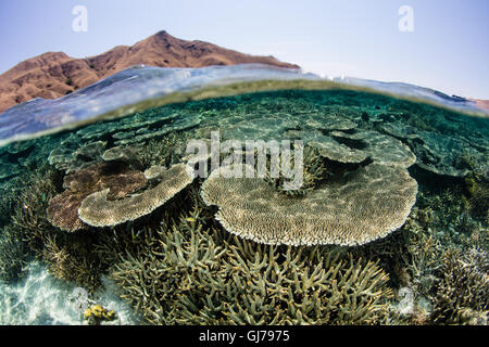Les coraux croissent dans l'eau peu profonde dans le Parc National de Komodo, en Indonésie. Cette belle région des ports de la biodiversité marine. Banque D'Images