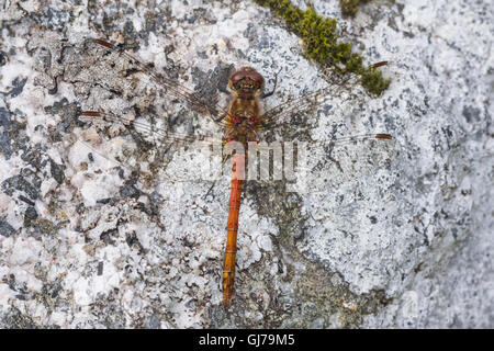 Dard commun homme, nouvelle abbaye Mill Pond, Dumfries et Galloway, Écosse, Royaume-Uni Banque D'Images