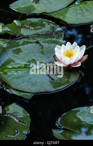 Une fleur de nénuphar rose pâle sur la feuille Banque D'Images