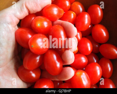 Woman's hand holding cherry tomatoes Banque D'Images