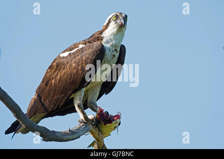 La consommation de poisson d'Osprey Banque D'Images