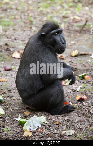 Les Célèbes crested macaque (Macaca nigra), également connu sous le nom de Célèbes macaque à crête à Decin Zoo dans le Nord de la Bohême, République Tchèque Banque D'Images