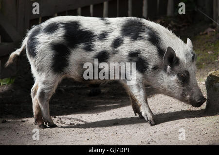 Göttingen porc miniature (Sus scrofa domesticus) à Decin Zoo dans le Nord de la Bohême, République tchèque. Banque D'Images