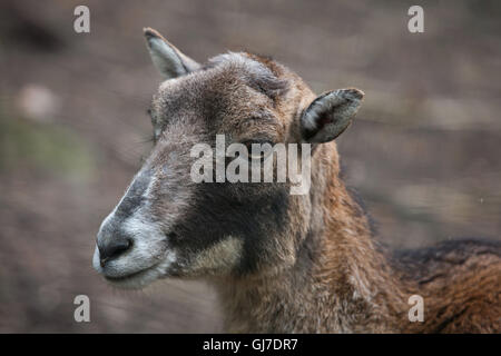 Mouflon européen (Ovis orientalis musimon). Banque D'Images