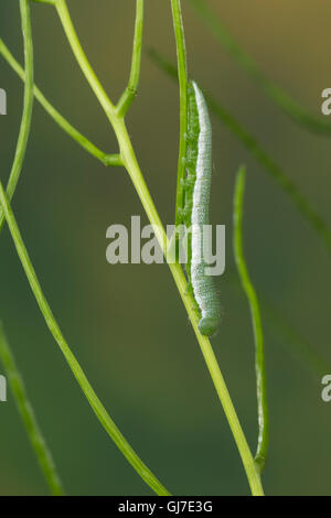 Aurorafalter, Raupen, Raupe, Aurora-Falter Anthocharis cardamines,, orange-tip, Caterpillar, L'Aurore. Mimese Tarntrac Tarnung,, Banque D'Images