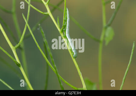 Aurorafalter, Raupen, Raupe, Aurora-Falter Anthocharis cardamines,, orange-tip, Caterpillar, L'Aurore. Mimese Tarntrac Tarnung,, Banque D'Images