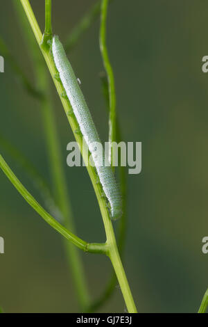 Aurorafalter, Raupen, Raupe, Aurora-Falter Anthocharis cardamines,, orange-tip, Caterpillar, L'Aurore. Mimese Tarntrac Tarnung,, Banque D'Images