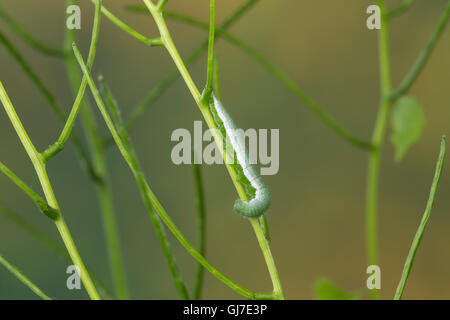 Aurorafalter, Raupen, Raupe, Aurora-Falter Anthocharis cardamines,, orange-tip, Caterpillar, L'Aurore. Mimese Tarntrac Tarnung,, Banque D'Images