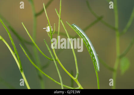 Aurorafalter, Raupen, Raupe, Aurora-Falter Anthocharis cardamines,, orange-tip, Caterpillar, L'Aurore. Mimese Tarntrac Tarnung,, Banque D'Images